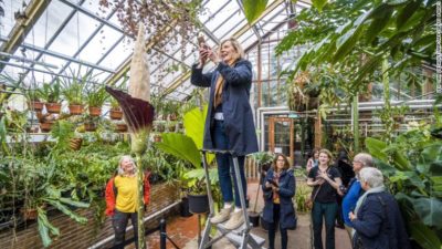 A picture taken in a Dutch greenhouse of the rare corpse flower, nicknamed the penis plant because of its shape.